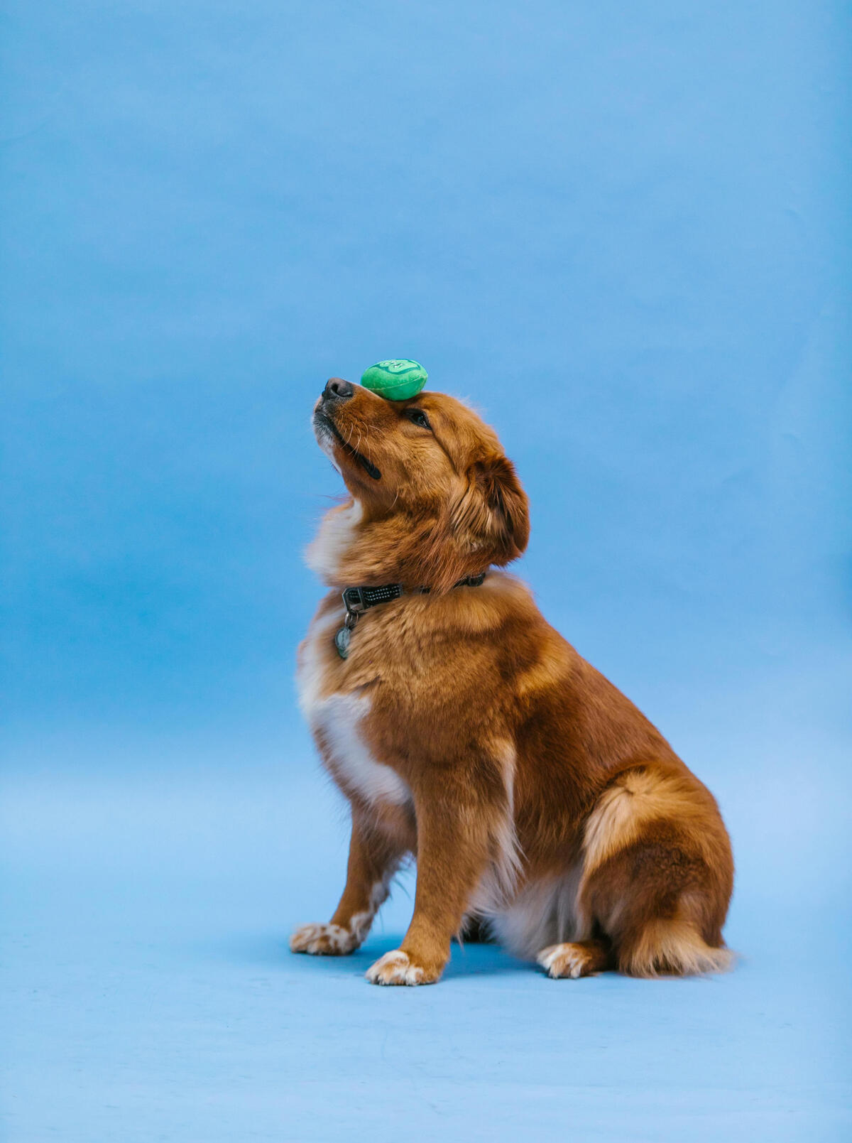 Dog training section main image Dog training section header image