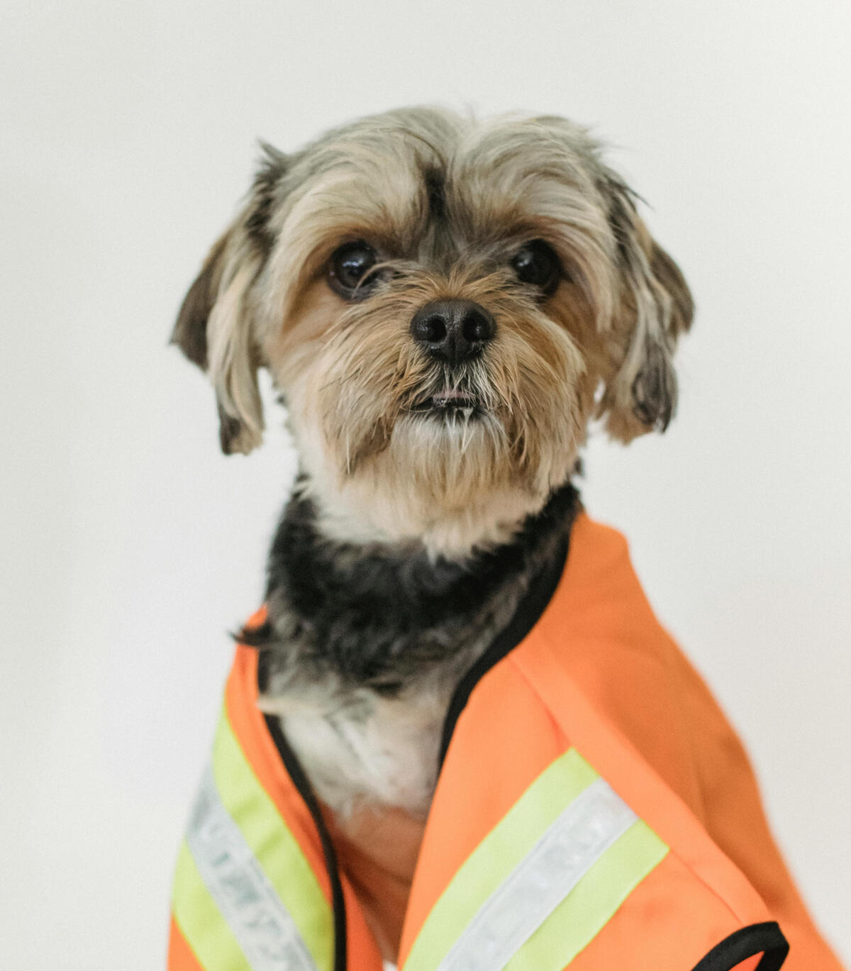 Dog safety products section header image