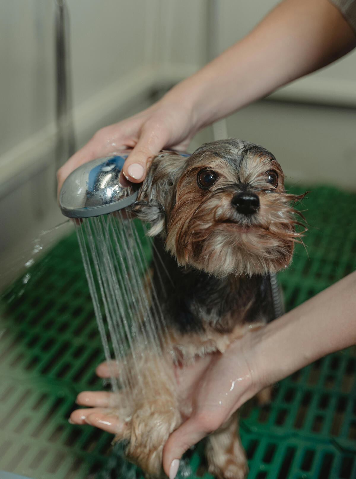 Dog grooming section header image